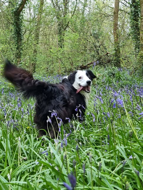A black and white Border Collie dog standing in a lush green woodland area surrounded by tall grass and purple wildflowers. The dog has a happy expression with its mouth open, tongue out, and ears per